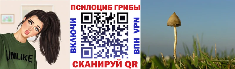 Галлюциногенные грибы Cubensis Курчалой