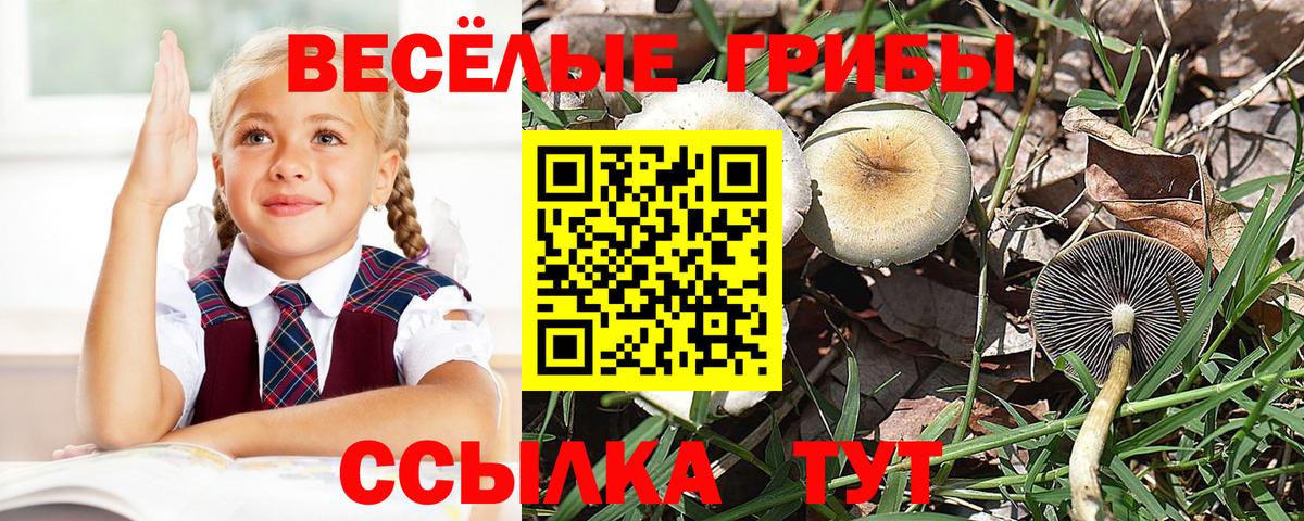 Курчалой  Псилоцибиновые грибы Cubensis  Вход с VPN 