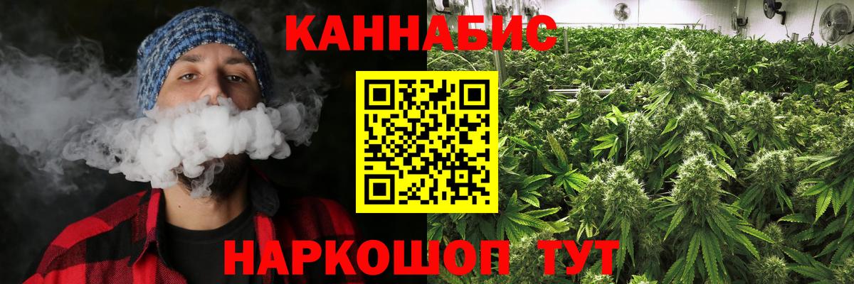 Каннабис сатива Курчалой